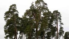 Los árboles de Múnich aspiran ‘a seguir vivos’ después del partido