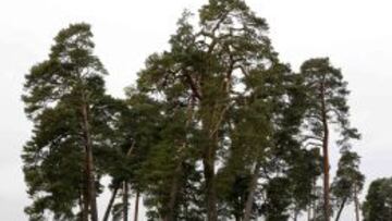 Panorámica de uno de los bosques que hay de camino al estadio Allianz Arena.