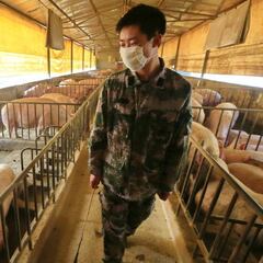 Swine flu virus in China: what is G4 EA H1N1 and why does it have pandemic potential?