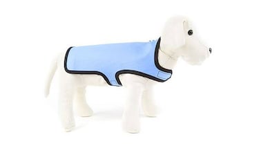 ?Qu hacer para que tu perro o gato pase menos calor?