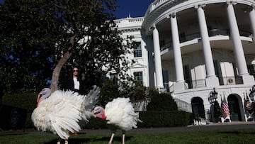 Como es tradición cada año, este lunes es la ceremonia de indulto de pavos, previa al Día de Acción de Gracias. Estas son las aves que perdonará Biden.