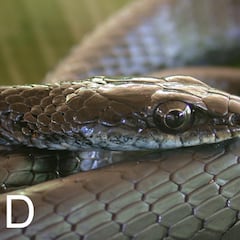 Avistan una criatura ‘grande’ con ojos negros en una mina: ha sido descrita como una nueva especie