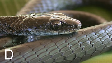 Dendrelaphis atra (serpiente arbórea atra).