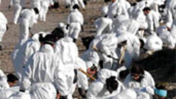 <b>TRAGEDIA EN LAS PLAYAS</b>. Cientos de voluntarios recogen el fuel con sus manos.