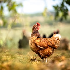 Un pueblo español en alerta por una invasión de gallinas descontroladas: pagan 26.000 euros por capturarlas