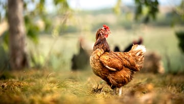 species-appropriate keeping of chickens in the countryside