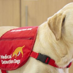 Supersix: seis perros entrenados para olfatear el coronavirus