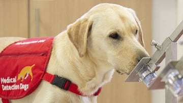 Supersix: seis perros entrenados para olfatear el coronavirus