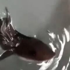 El misterioso nacimiento de una cría de tiburón en un tanque con sólo hembras