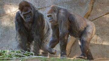 Photo by Ken Bohn / San Diego Zoo Global / AFP