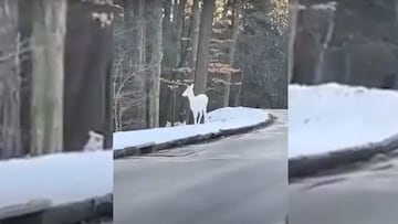 Albine deer in North carolina