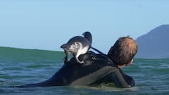 Un pingüino se une a una sesión de surf inolvidable