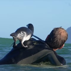 Un pingüino se une a una sesión de surf inolvidable