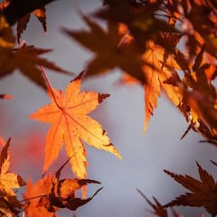 Otoño en México: cuánto dura, temperaturas y qué se espera