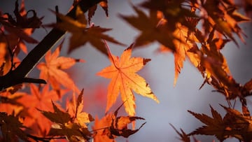 Otoño en México: cuánto dura, temperaturas y qué se espera