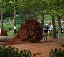 Impactantes imágenes del árbol caído en el hoyo 17 de Augusta