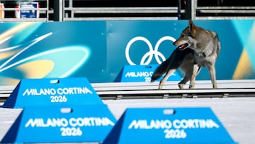 TESERO (Italy), 18/02/2026.- A dog enters the track during the Women's Team Sprint Free qualification of the Cross-Country Skiing competitions at the Milano Cortina 2026 Winter Olympic Games, in Tesero, Italy, 18 February 2026. (Italia) EFE/EPA/HANNIBAL HANSCHKE