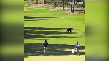 Un oso sorprendió a los golfistas al entrar en el campo