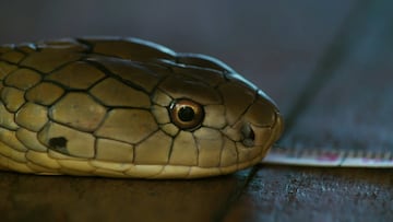 Animal expert helps python suffering from retained eye caps, a common shedding issue that can cause vision problems if left untreated.
