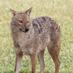 Detectan un chacal dorado vivo en España por primera vez