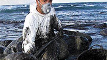 <b>TODO EL APOYO</B>. Miles de voluntarios están limpiando estos días las playas gallegas.
