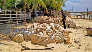 Las conchas gigantes fosilizadas que valen 20 millones de euros