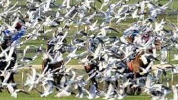 Una bandada de gaviotas obliga a suspender una carrera