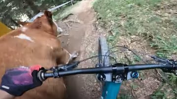 Vaca contra bici de Mountain Bike