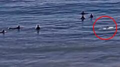 Unos delfines dan el susto de su vida a un grupo de surfistas
