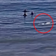 Unos delfines dan el susto de su vida a un grupo de surfistas