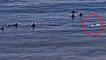 Delfín aparece en el pico entre varios surfistas