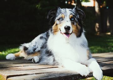 Por su aspecto frecuentemente se le confunde con el Border Collie. Esta raza tiene un fuerte instinto de pastoreo y le encanta formar parte de la vida familiar, disfrutando en la compañía de sus dueños. Es  importante un adiestramiento continuado para explotar su gran inteligencia y energía. Esta raza de pastoreo se desarrolló en Asturias, el País Vasco y Navarra, posteriormente los emigrantes lo llevaron a Australia.