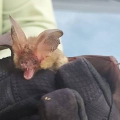 La OMS avisa: habrá más virus procedentes de animales