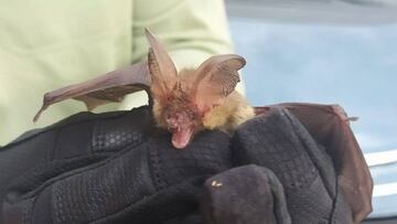 La OMS avisa: habrá más virus procedentes de animales