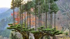 Esta es la técnica ancestral japonesa para producir madera de alta calidad sin cortar árboles