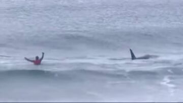 Ataque orcas evento surf Noruega Lofoten Masters