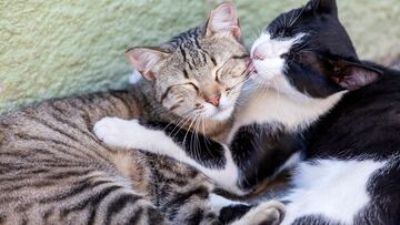 7 de cada 10 tutores desconoce los cuidados básicos que su gato necesita