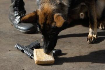 Tres meses antes de la Copa del Mundo de la FIFA, la Policía Militar de Brasilia, prepara a los perros que trabajarán en la seguridad del evento, en Brasilia. 23 animales están siendo entrenados para detectar explosivos, drogas y armas. Los perros realizarán entrenamiento en autobuses similares a los utilizados por las delegaciones de los países participantes en Brasil 2014. 