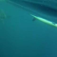Un tiburón blanco persigue a dos kayakistas ¡y ellos lo graban!