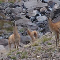 Gobierno crea 5 nuevos Santuarios de la Naturaleza: cómo son y en qué parte de Chile estarán ubicados