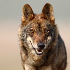 Luchando por la convivencia con el lobo