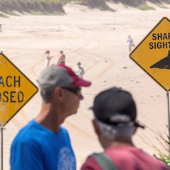 Tres ataques de tiburón a surfistas en 26 horas en Sídney: dos, a surfistas