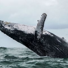 El polémico experimento de Noruega con los sonidos de ballena