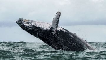 (FILES) In this file photo taken on August 12, 2018 a Humpback whale jumps in the surface of the Pacific Ocean at the Uramba Bahia Malaga National Natural Park in Colombia. - It sounds like a real-life take on &quot;Pinocchio&quot; -- a US lobster fisherm