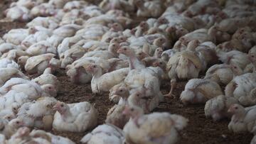 State officials confirm a new outbreak of Highly Pathogenic Avian Influenza in Gordon County, marking Georgia’s fifth case this year.