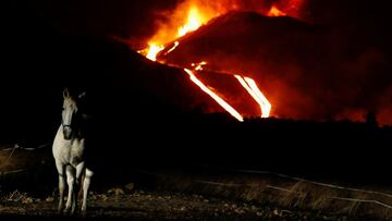 A horse is photographed in Tacande while the Cumbre Vieja volcano continues to erupt, on the Canary Island of La Palma, Spain, November 28, 2021. REUTERS/Borja Suarez