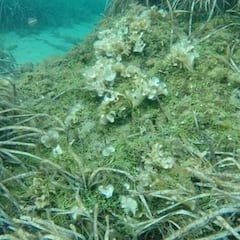 Un extracto de algas, posible alternativa al remdesivir contra el coronavirus