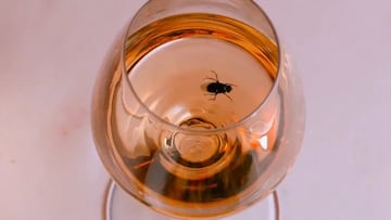 La sustancia La mosca