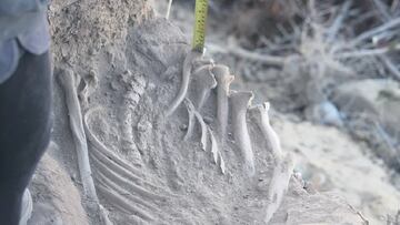 Encuentran restos en las costas de Coquimbo y tienen 4500 años de antigüedad: no podrás creer cómo lucen