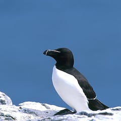 Científicos españoles descubren un “brote masivo” de gripe aviar letal